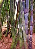Bamboo - Summit Gardens - Panama 2