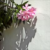 Oleander Shadows 2