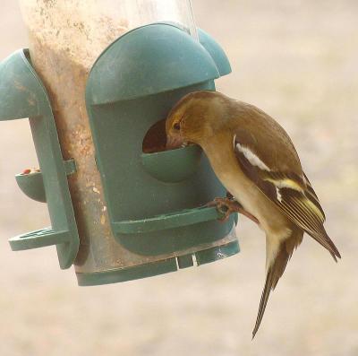 chaffinch