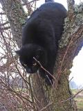 Jasper in another Tree