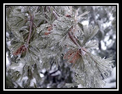 Pine Winterstorm