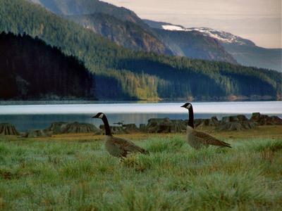 Strathcona Park - Buttle Lake Geese