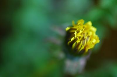 The Tip of a Dandelion