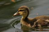 Baby Duck 13