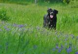 Dog Running in a Meadow 2