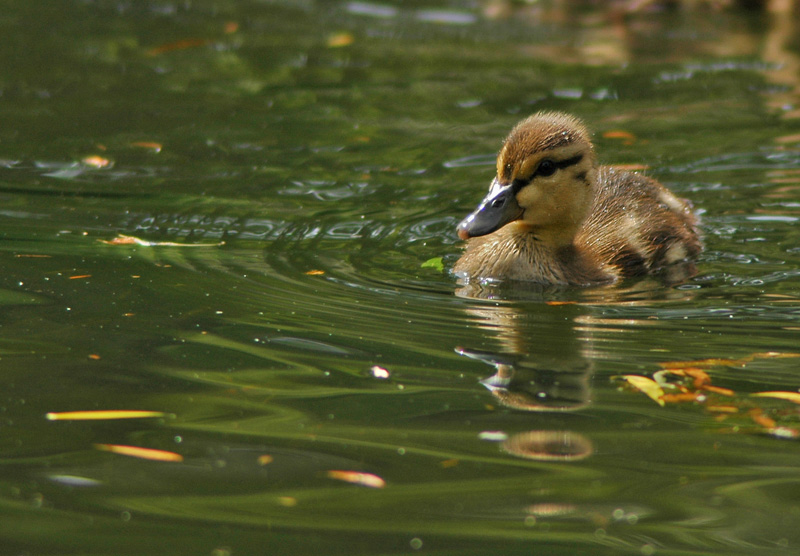 Baby Duck 14