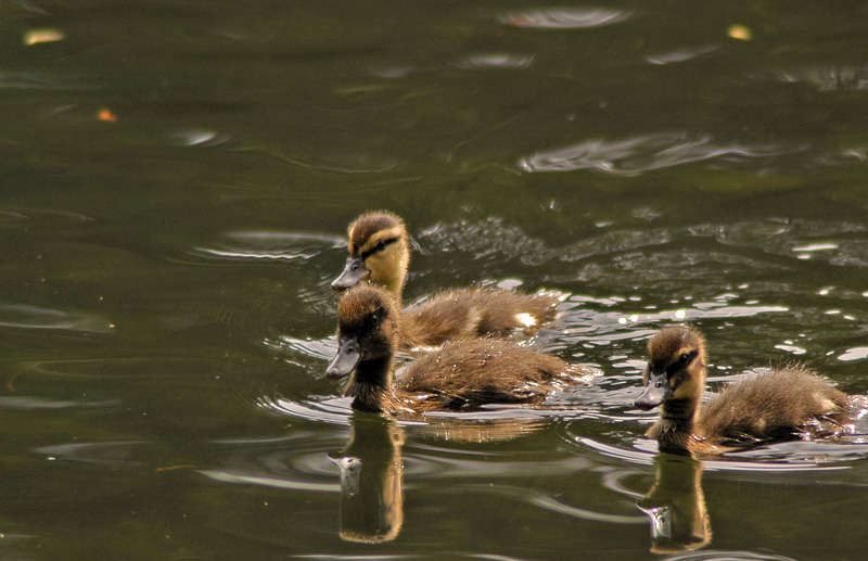 Baby Ducks 18