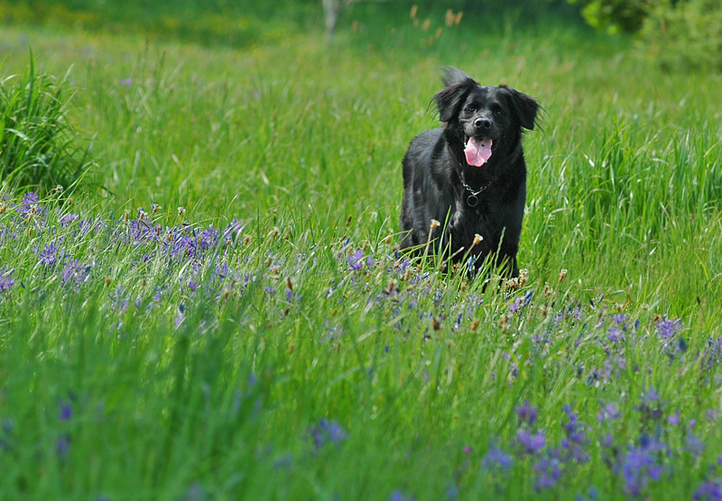 Dog Running in a Meadow 2
