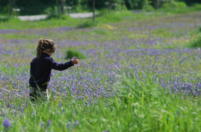 Meadow 32