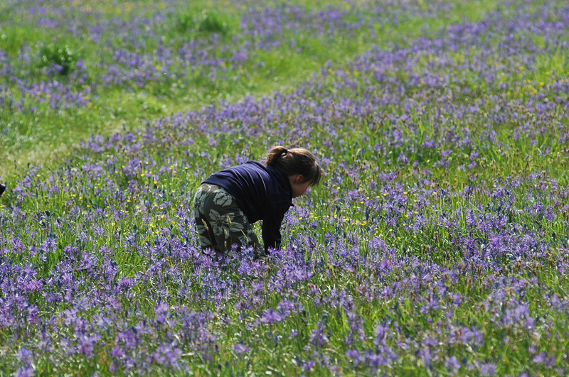 Meadow 31