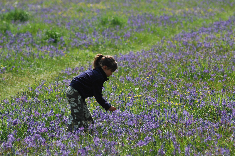 Meadow 30
