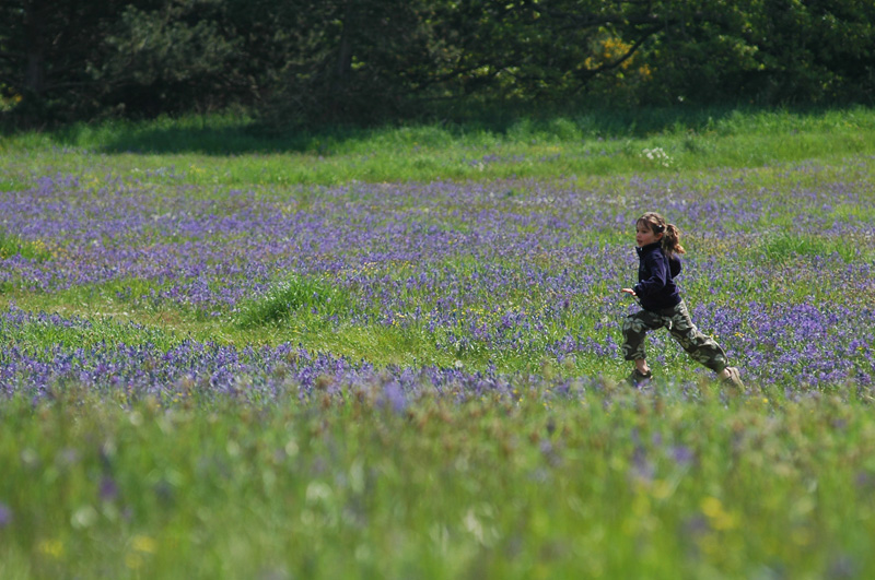 Meadow 29