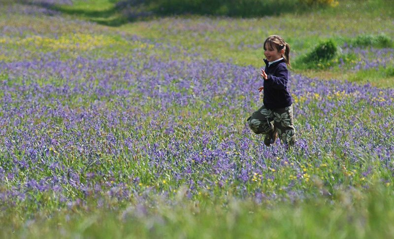 Meadow 28