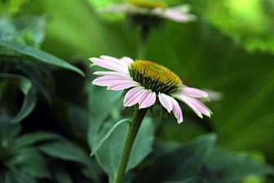 IMG_2268.jpg