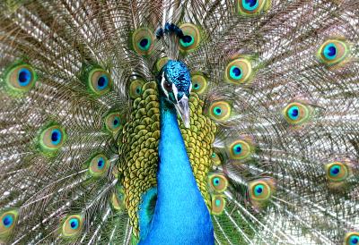 u10/cdrebel/medium/41486029.bird.jpg