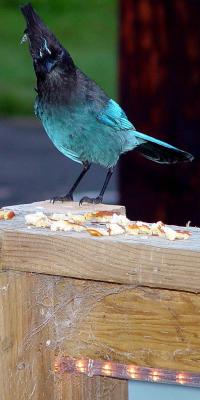 Humm  Pancakes _ Better than Picking spiders outa webs