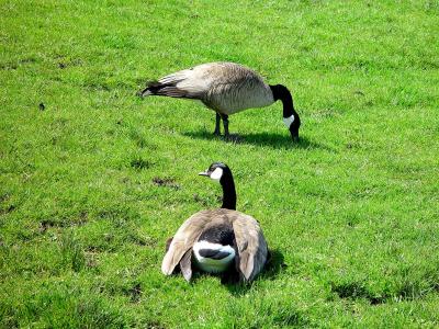 Alutian Goose A Laying