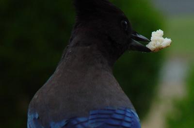 Inverted Portrait of a Jay Bird
