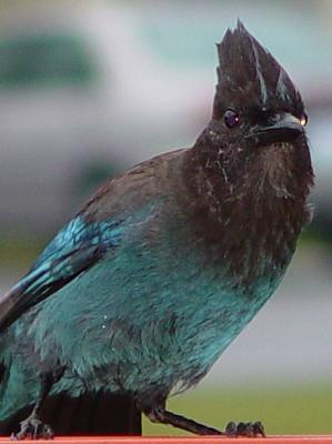 Jay Five