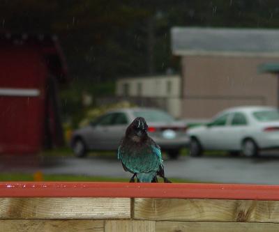 Jay Number Nine is cold, wet, and lonely.