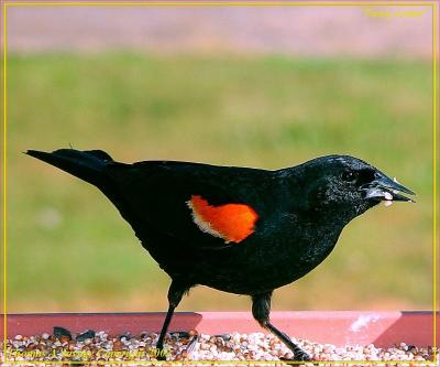 What Kinda Blackbird Is It?
