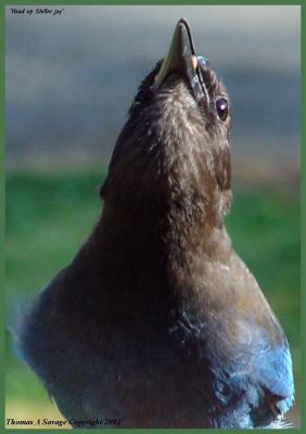 Steller's Jay with head up