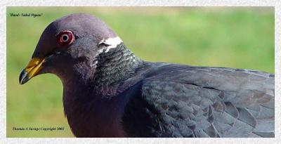 Band-Tailed Pigeon 1