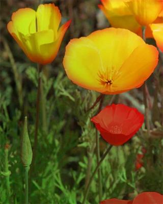 mexican-poppy0082.jpg