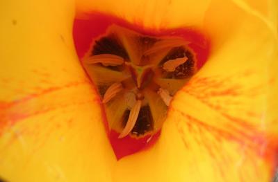 Yellow Tulip Center