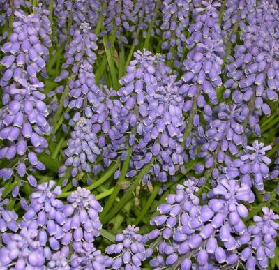 Flowers of Purple