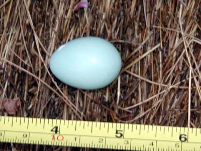 Bird egg (Robin?) found on the ground
