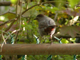 Catbird