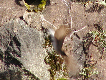 Bank Swallow flying blur.jpg