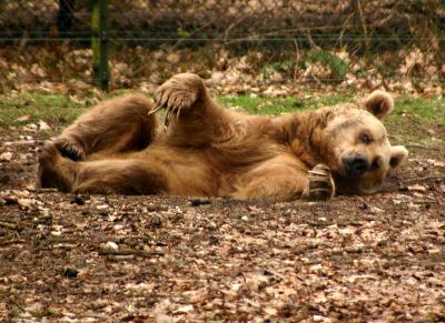 Bear (captive)