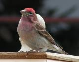 Male house finch