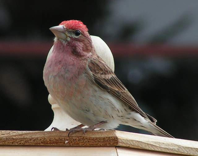 Male house finch