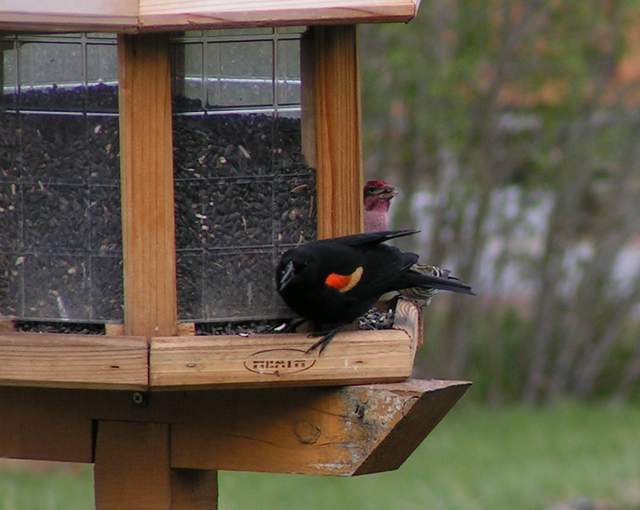 Red winged blackbird