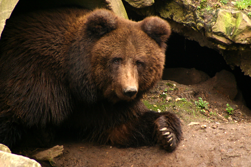 Bear (captive)