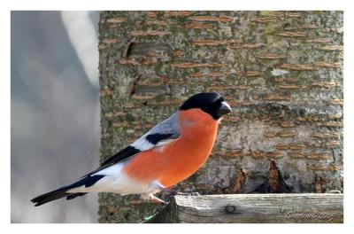 bullfinch