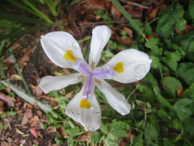 Lily