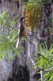Eastern Spinebill on Banksia