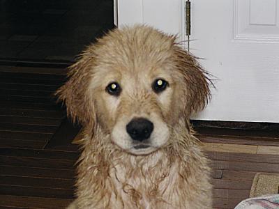 wet dog