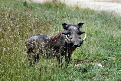 Warthog