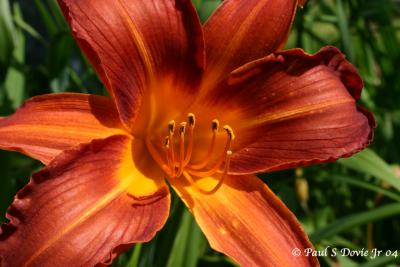 Daylilies