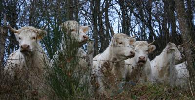 u10/chrishadden/medium/37927850.charolais.jpg