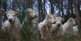 nosy neighbours
