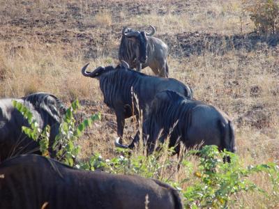 Pilanesberg Buffalo