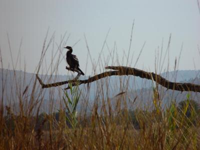 Pilanesberg Cormorant