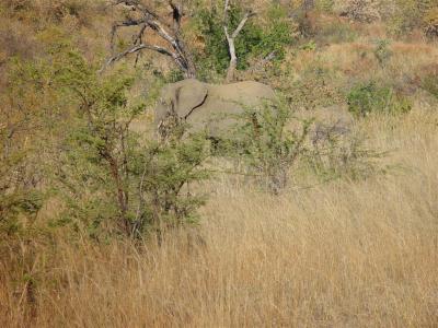 Pilanesberg Elephant