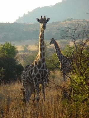 Pilanesberg Giraffe 01